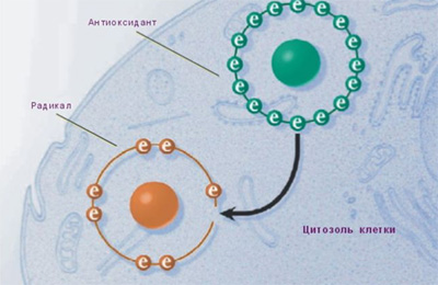 Антиоксиданты и свободные радикалы Антиоксиданты и свободные радикалы