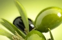 Экстракт оливковых листьев уменьшает прослойку жира на животе